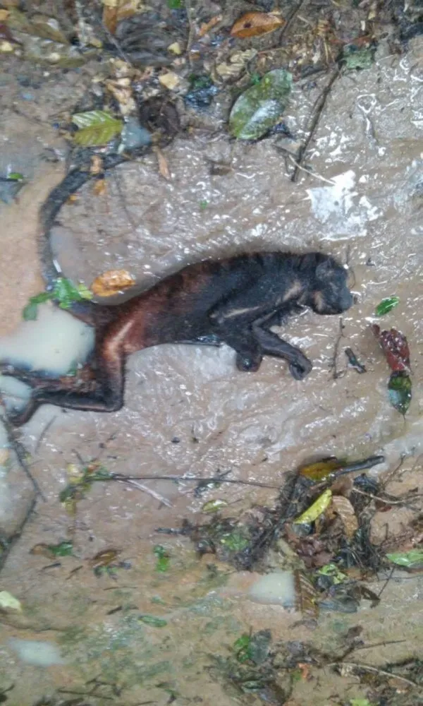 Macacos são encontrados mortos nas comunidades de Ipiranga e Pimental em Itaituba