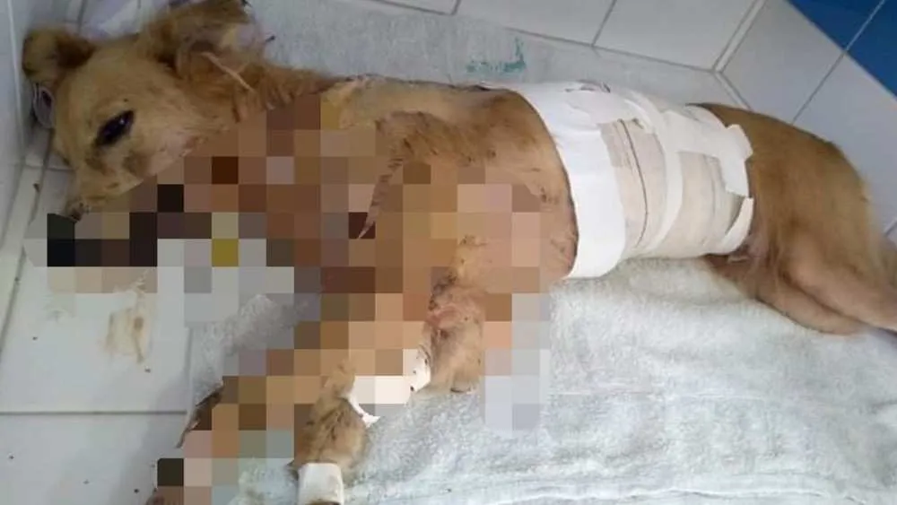 Cadela Lili foi esfaqueada 12 vezes ao tentar proteger os donos de criminosos.