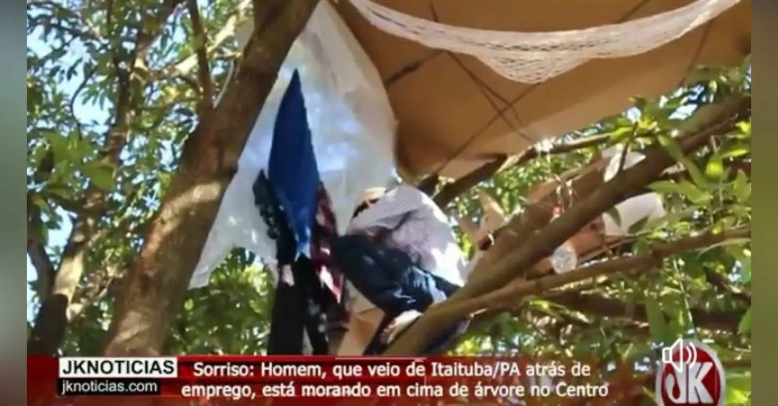 Árvore que transformou em sua moradia.