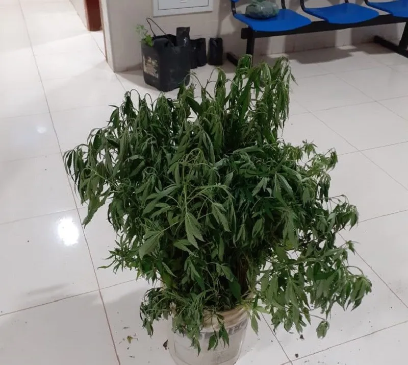 Mudas da planta