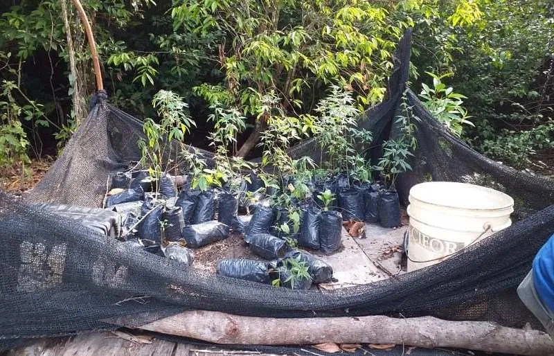 Mudas da planta