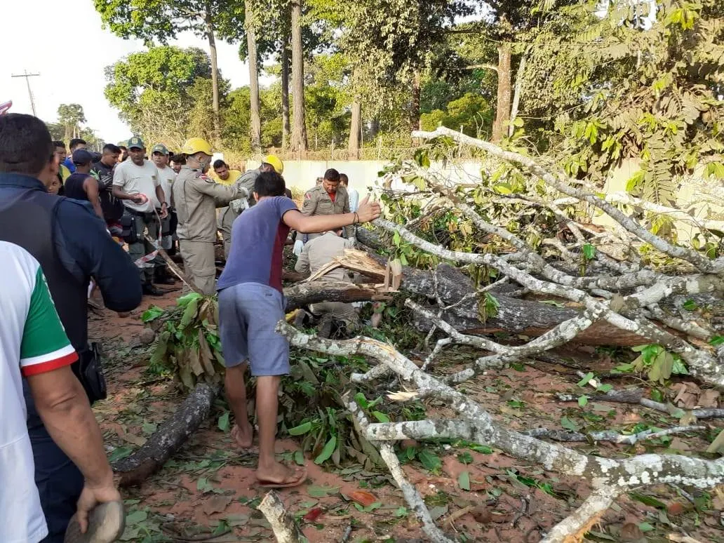 Árvore que foi derrubada.