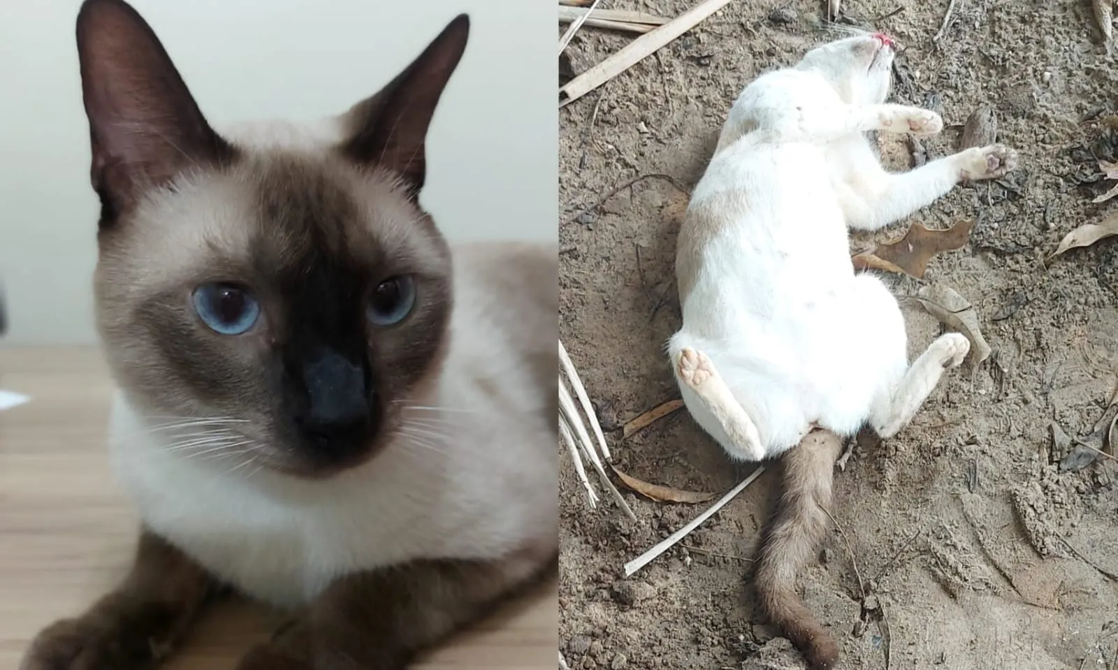 Moradora cria campanha de conscientização após perder três animais por envenenamento em Itaituba